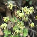 Image of Thalictrum hernandezii Tausch