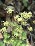 Sivun Thalictrum hernandezii Tausch kuva