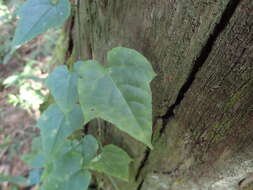 Image of Cissus fragilis E. Mey.