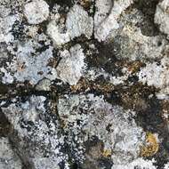 Image of dimple lichen