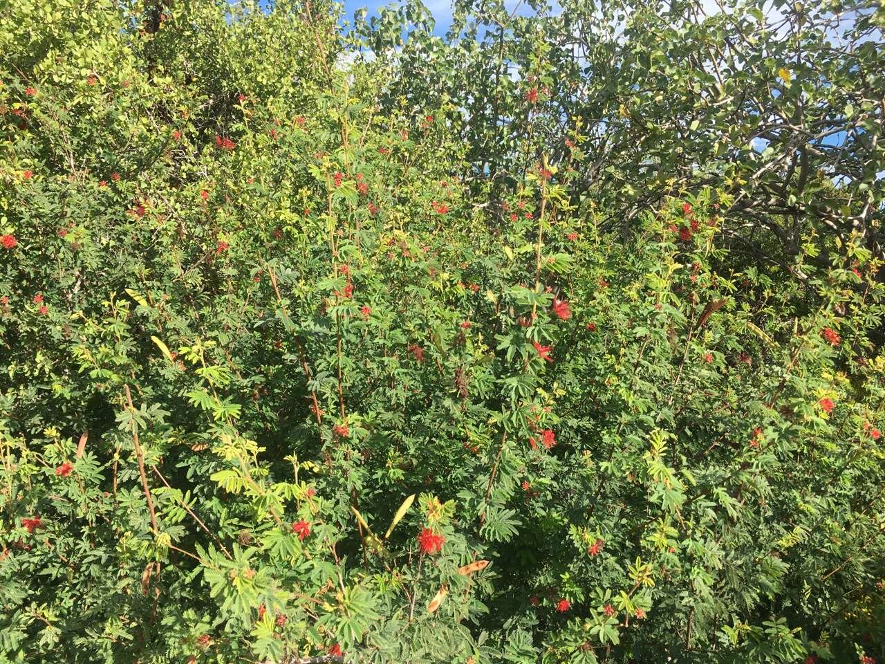 Imagem de Calliandra peninsularis Rose