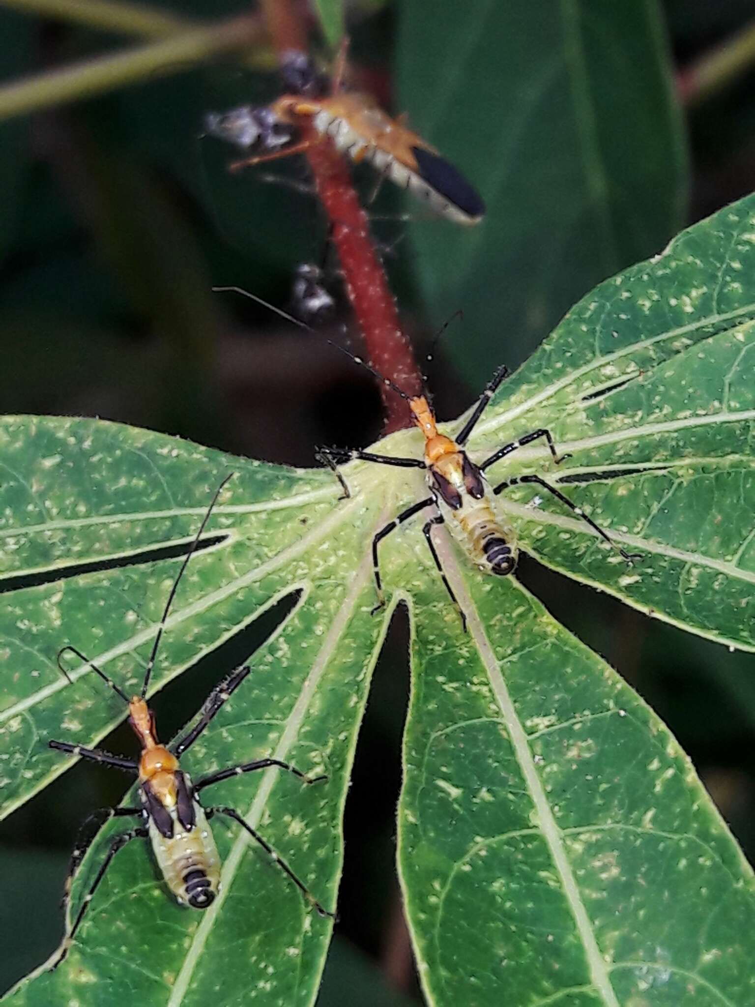 صورة Zelus laticornis (Herrich-Schaeffer 1850)