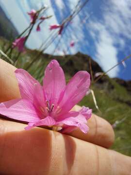 Image de Dierama dracomontanum Hilliard