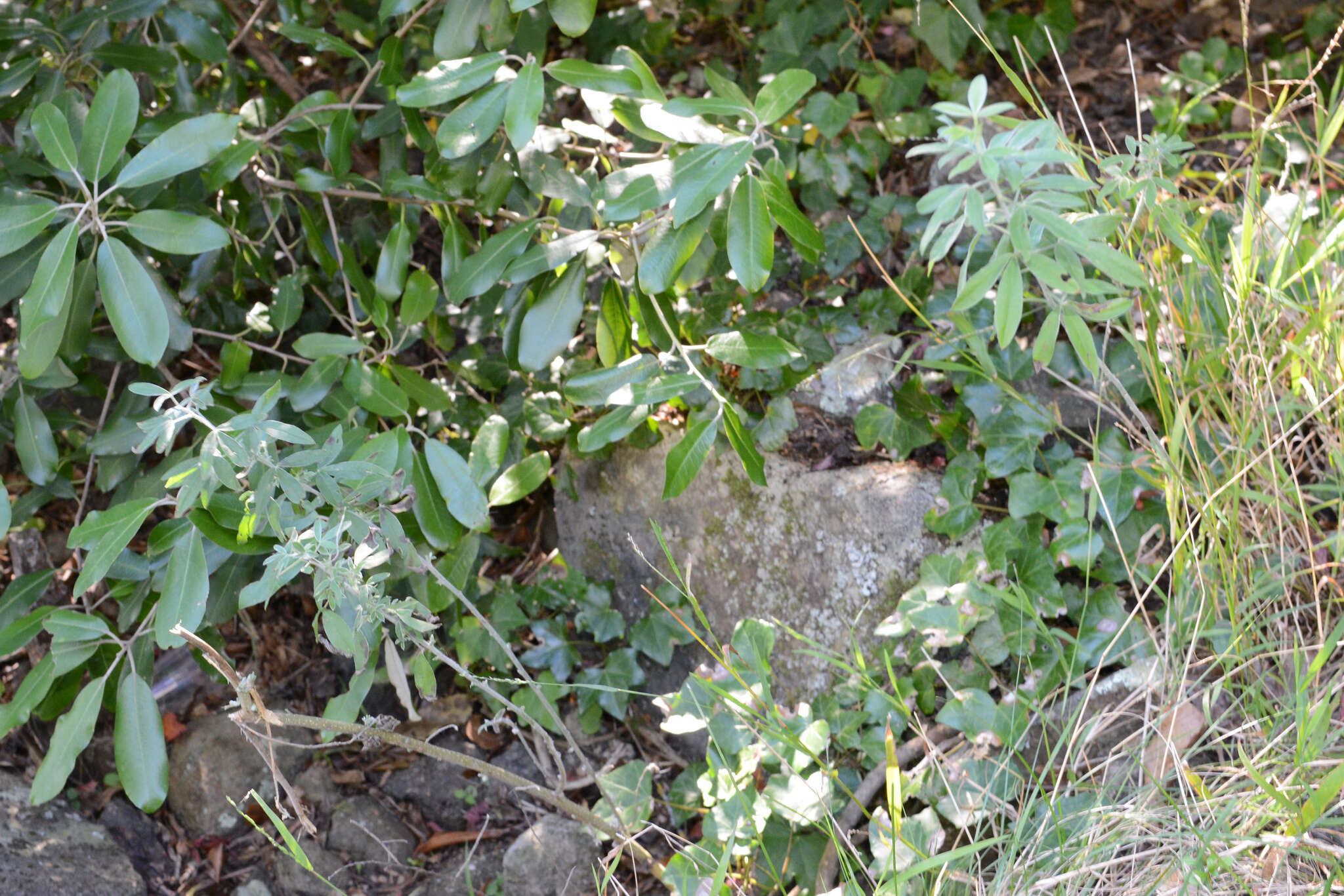 Image of <i>Chamaecytisus prolifer</i> subsp. <i>palmensis</i> (Christ) G. Kunkel