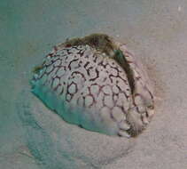 Image of ocellate box crab