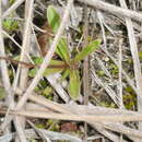 Image of Wahlenbergia albomarginata subsp. laxa (G. Simpson) J. A. Petterson