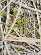 صورة Wahlenbergia albomarginata subsp. laxa (G. Simpson) J. A. Petterson