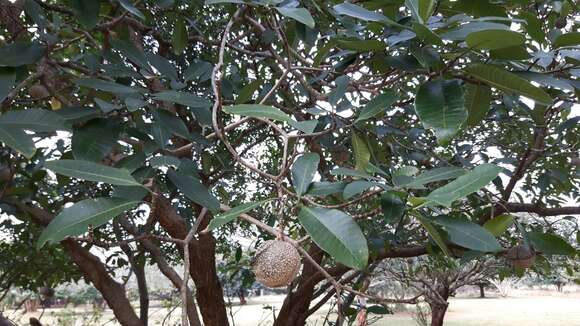 Image of Toad-tree