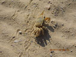 Image of tufted ghost crab