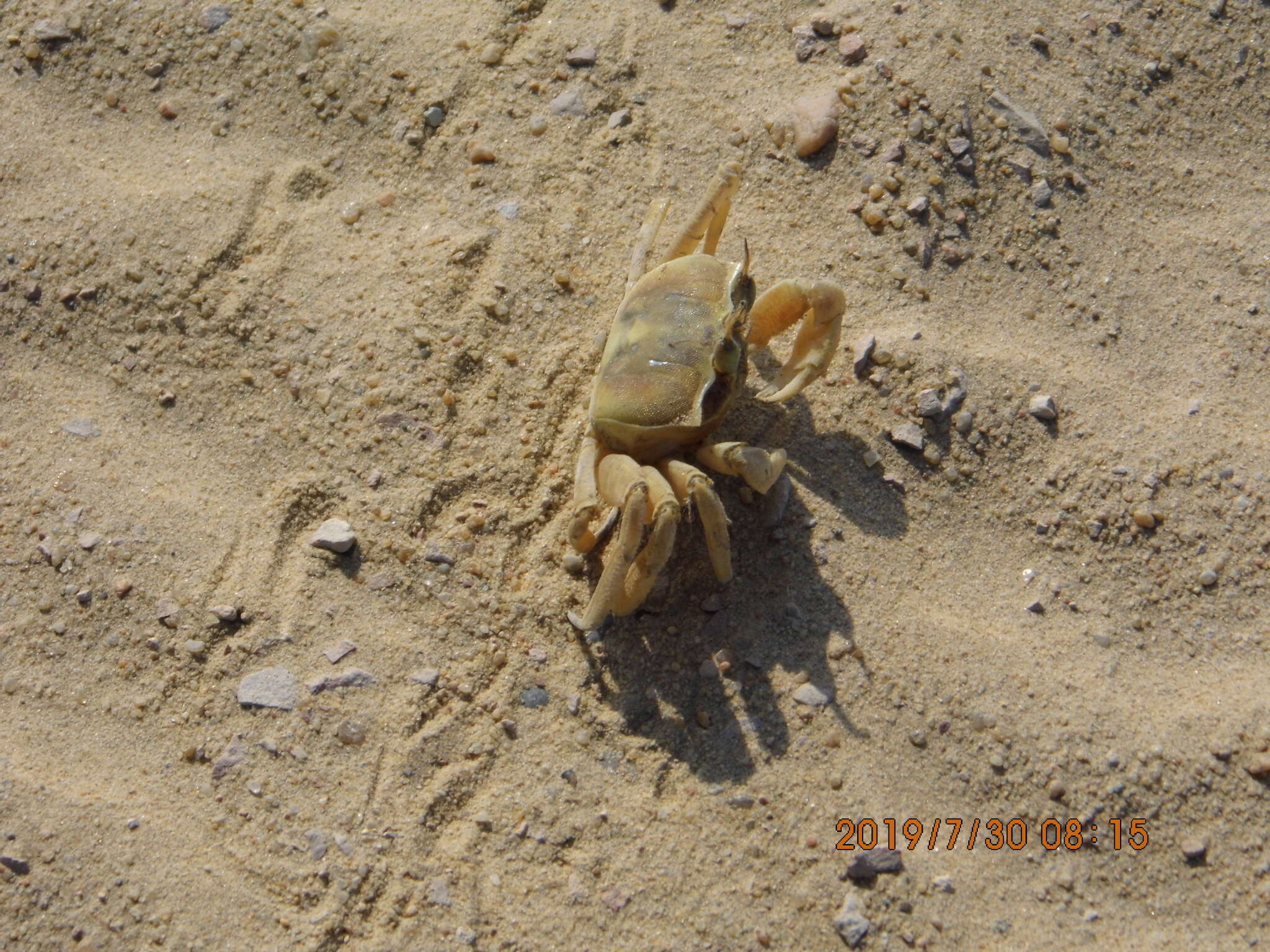 Image of tufted ghost crab