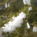 Image of Styphelia fletcheri subsp. fletcheri