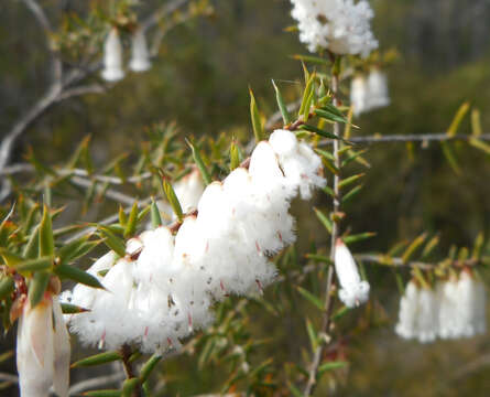 Image of Styphelia fletcheri subsp. fletcheri