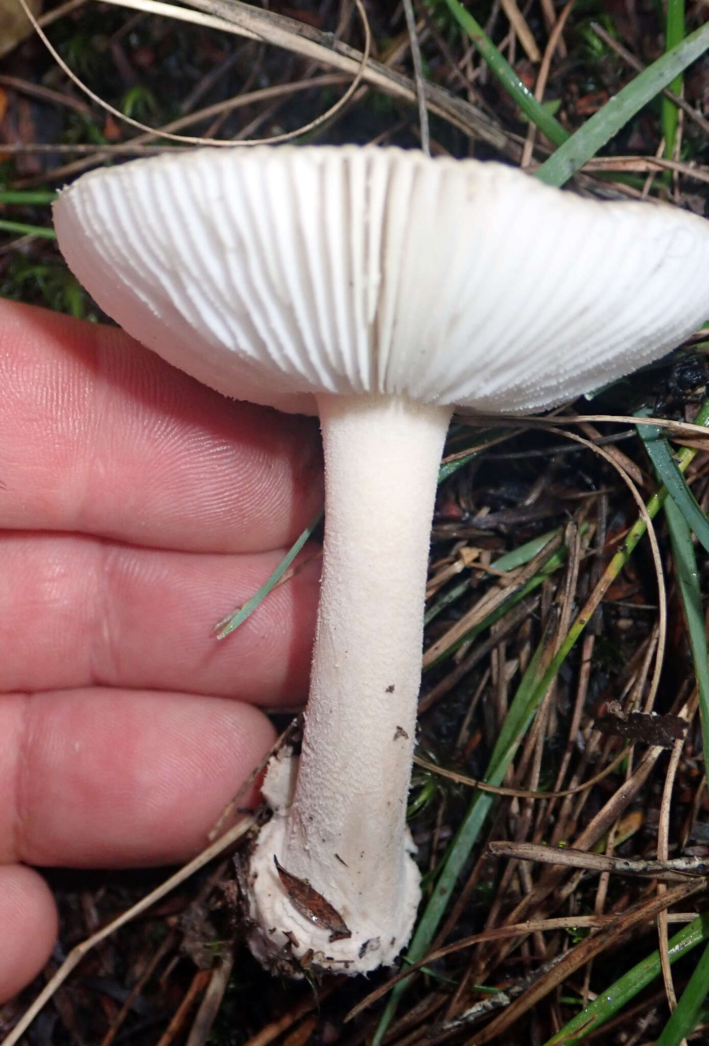 Image of Amanita taiepa G. S. Ridl. 1991