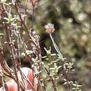 Thymus capitellatus Hoffmanns. & Link resmi