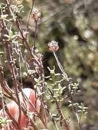 Image of Thymus capitellatus Hoffmanns. & Link