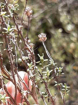 Слика од Thymus capitellatus Hoffmanns. & Link