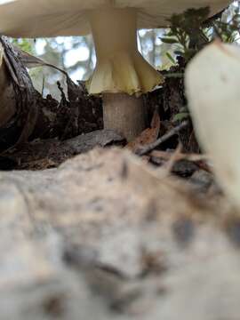 Image de Amanita luteolovelata D. A. Reid 1978