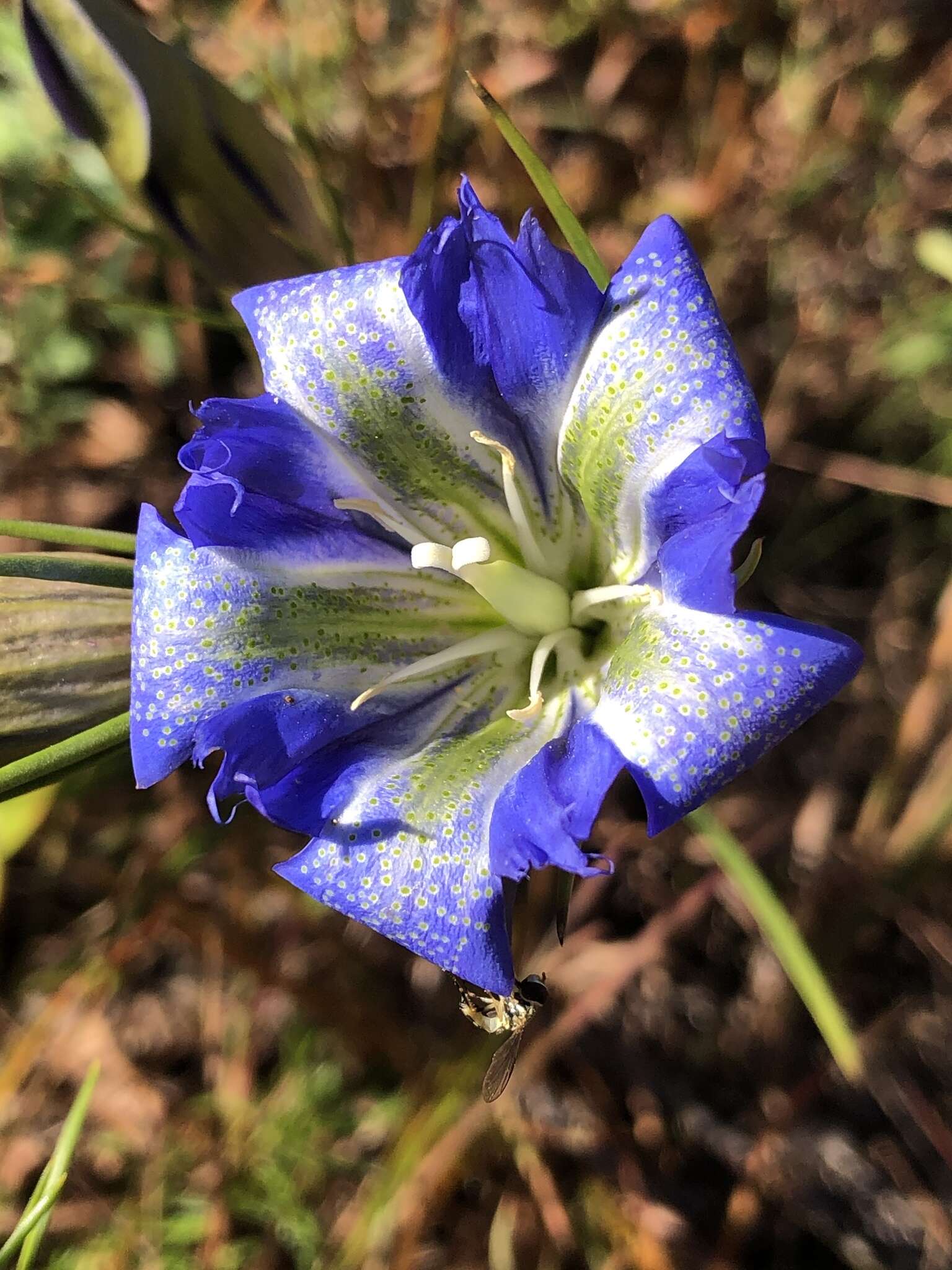 Image de Gentiana autumnalis L.