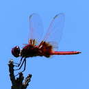 Image of Urothemis luciana Balinsky 1961