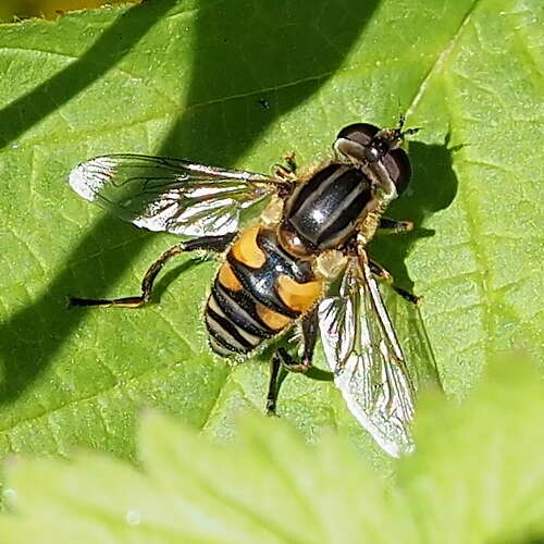 Слика од Mesembrius peregrinus (Loew 1846)