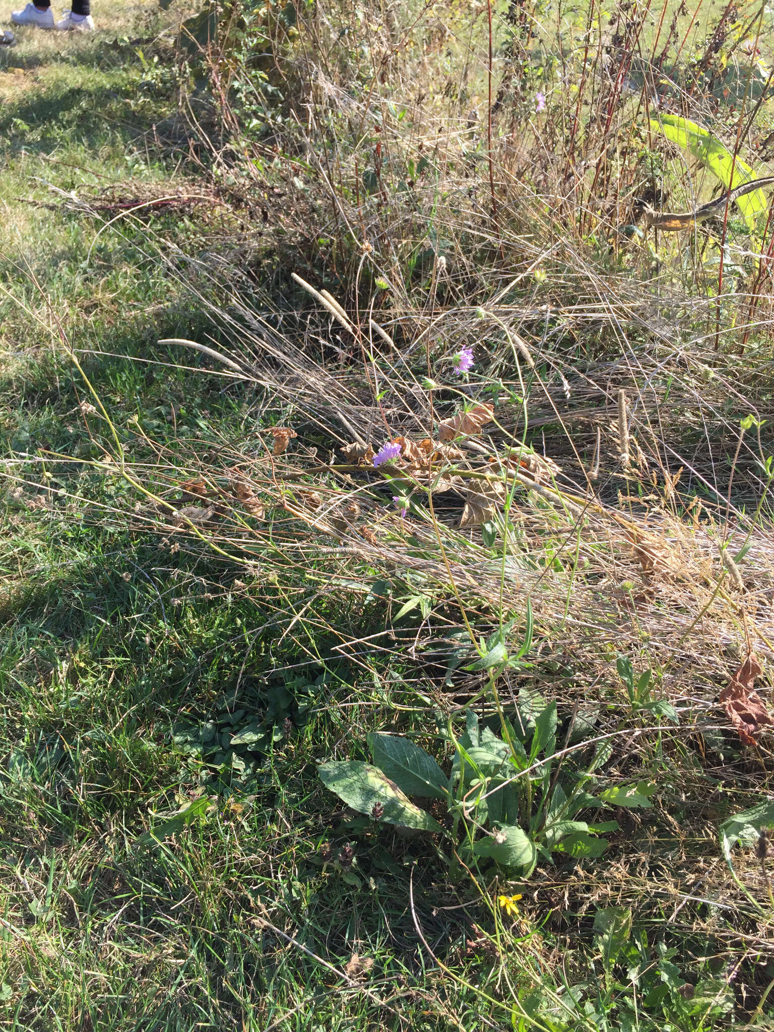 صورة Knautia dipsacifolia Kreutzer