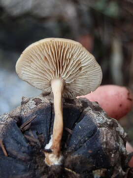 Image of Lentinellus cystidiosus R. H. Petersen 2004