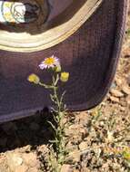 Image of Franciscan erigeron