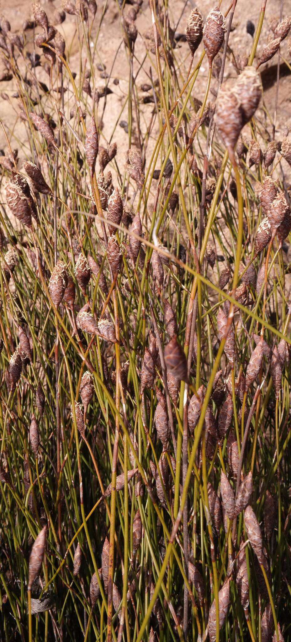 Image of Cone Honeyreed