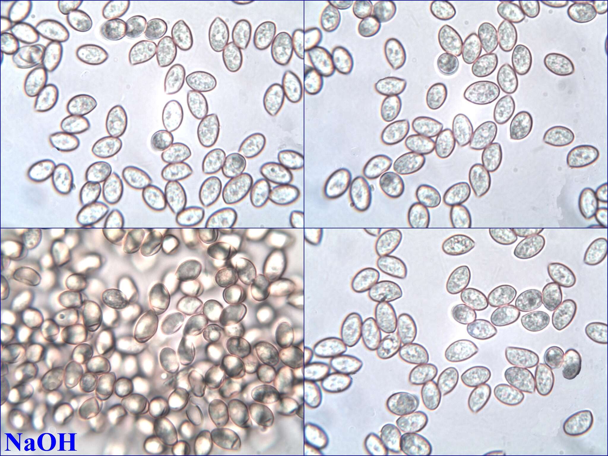 Coprinopsis melanthina (Fr.) Örstadius & E. Larss. 2015 resmi