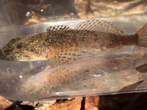 Image of Mottled Sculpin