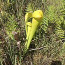 Sarracenia harperi Bell resmi