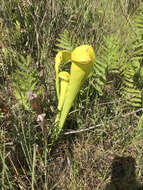 Image of pitcherplant