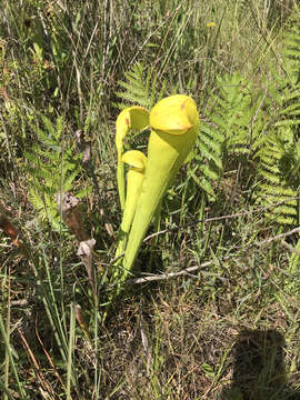 Image of pitcherplant