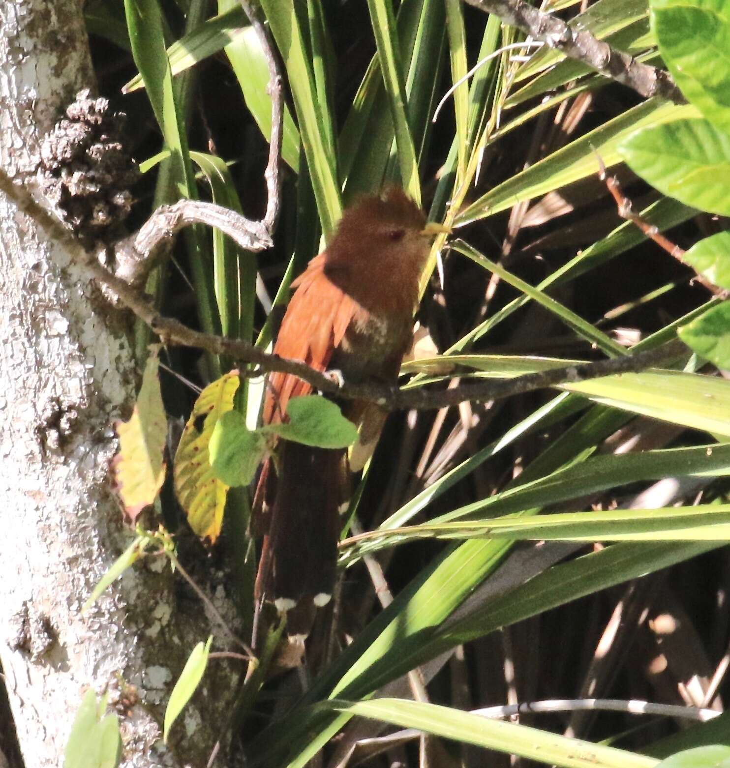 Image of Little Cuckoo