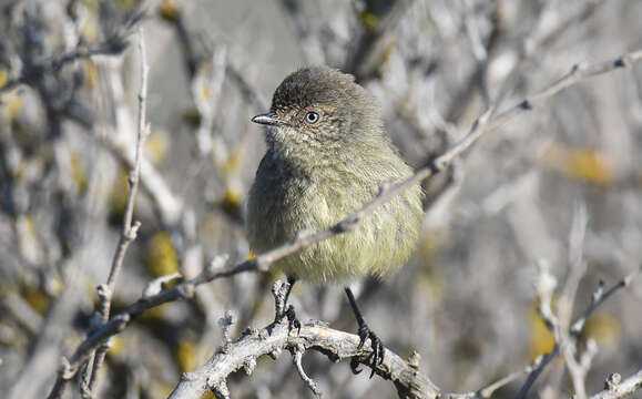 Image of Slender-billed Thornbill