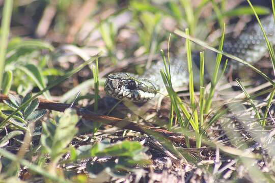 صورة Vipera altaica Tuniyev, Nilson & Andrén 2010