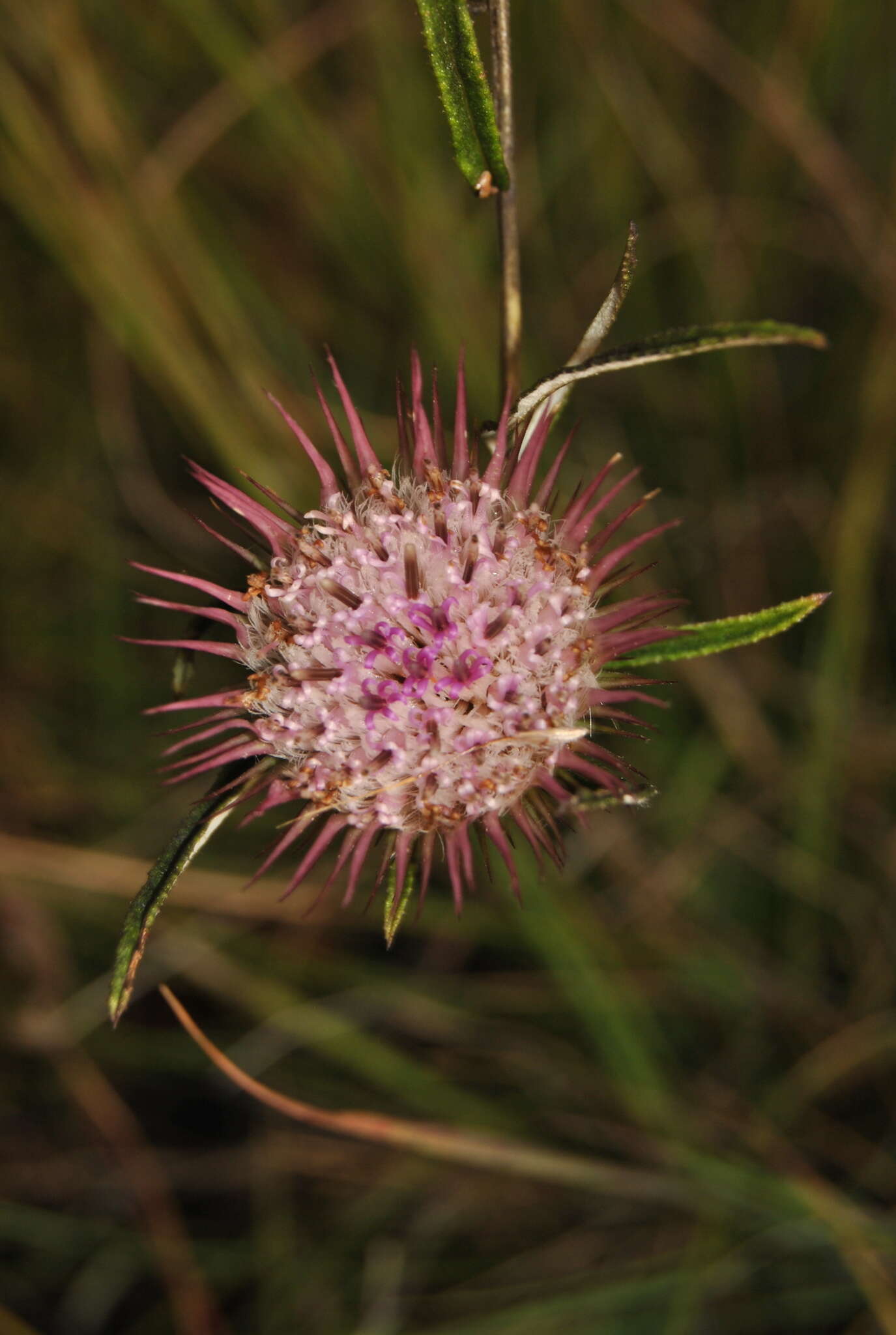 Image of Dicoma anomala subsp. anomala