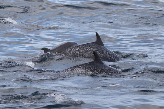 Image of Bridled Dolphin