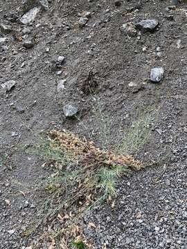 Слика од Penstemon sepalulus A. Nels.