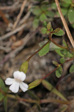 Mecardonia acuminata subsp. peninsularis (Pennell) R. A. Rossow resmi