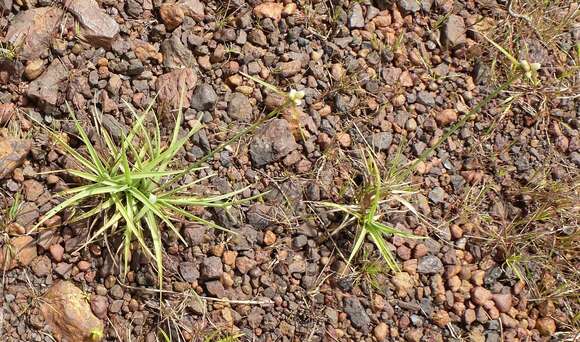 صورة Cyperus albescens (Steud.) Larridon & Govaerts