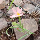 Image of Moraea aspera Goldblatt