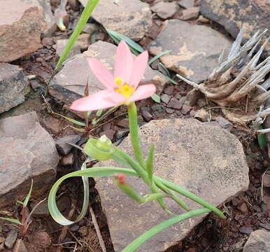 Imagem de Moraea aspera Goldblatt