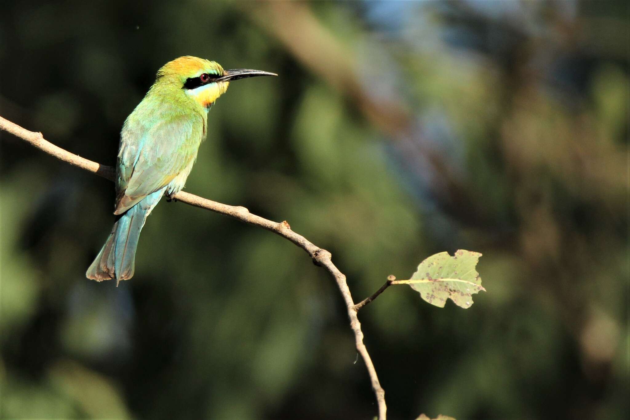 Image of Rainbow Bee-eater