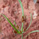 Image of Fimbristylis dichotoma var. ochotensis (Meinsh.) T. Koyama