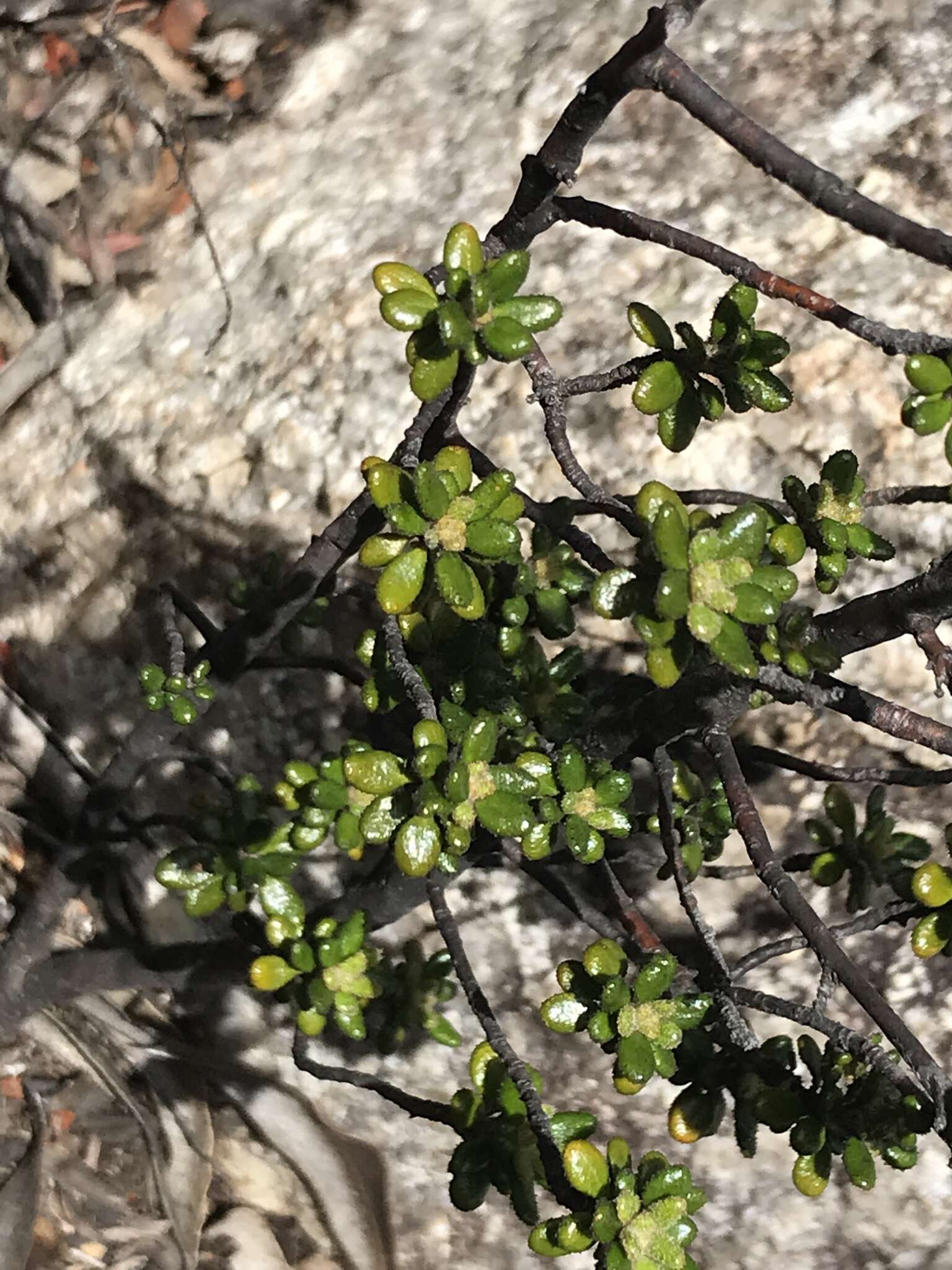 Image of Asterolasia trymalioides F. Müll.