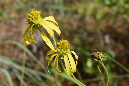 Image of Diverse-Leaf Crownbeard