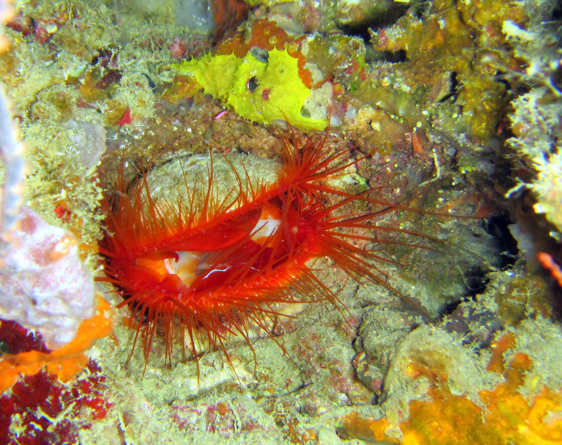 Image of Electric Flame Scallop