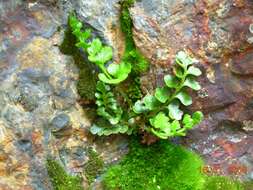 Image of Polystichum mohrioides (Bory) K. C. Presl