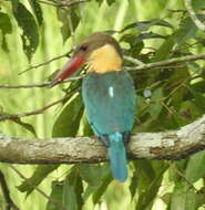 Sivun Pelargopsis capensis capensis (Linnaeus 1766) kuva